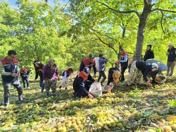 Aydın Kestane Üretiminde Birinci Sırada (7)