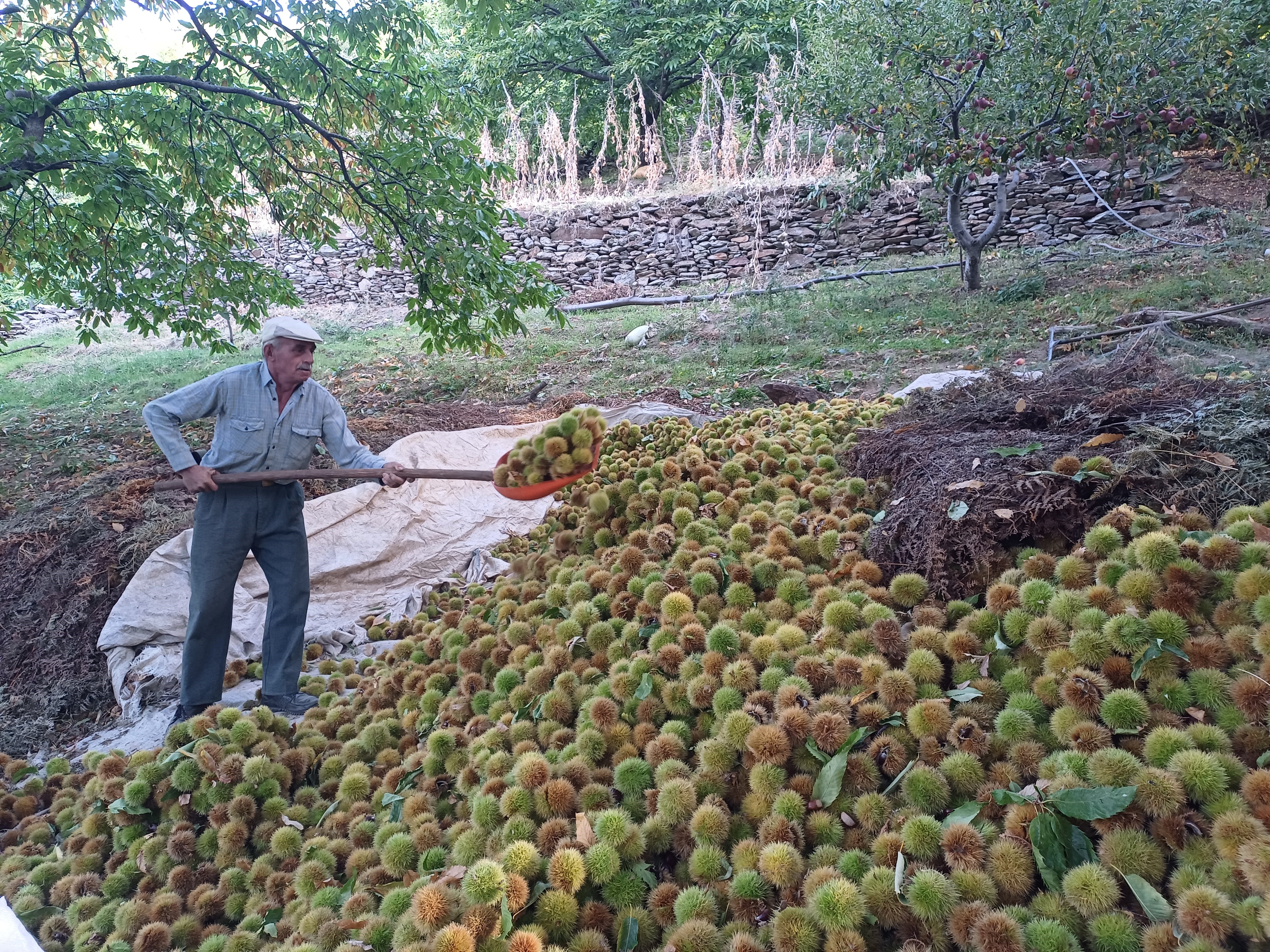 Aydın Köşk’te Kestane Hasadı Sürüyor