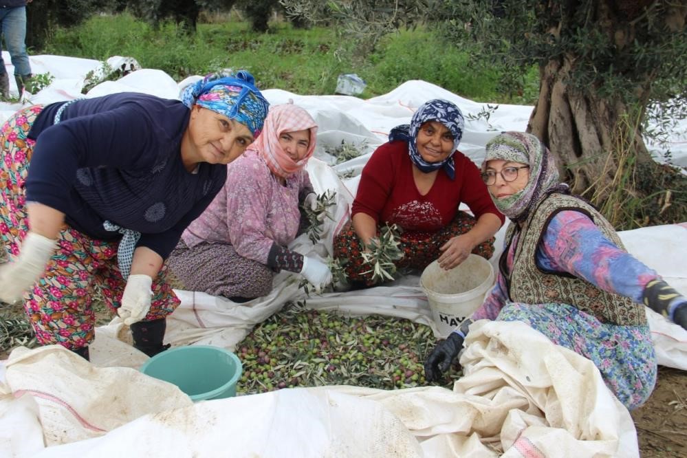 Aydın Zeytini Sofralarda Yerini Alıyor