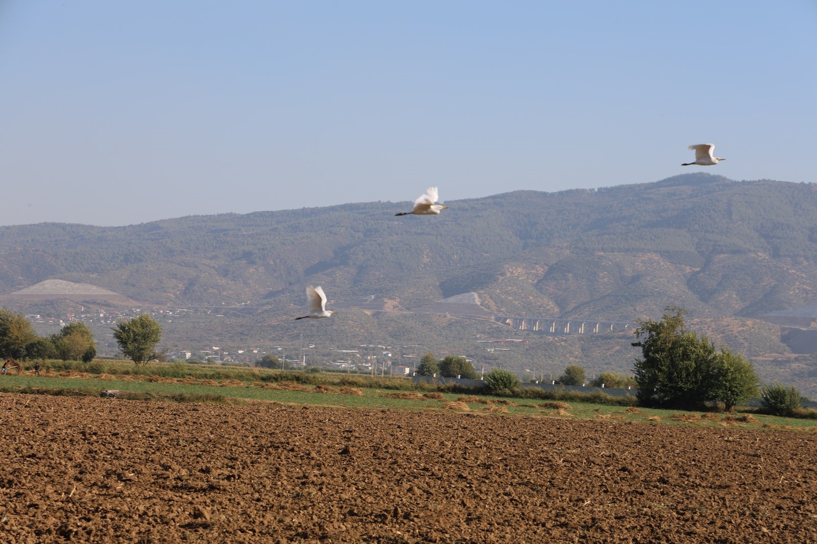 Aydın’da Çiftçinin Yoldaşı; Su Kuşları (5)