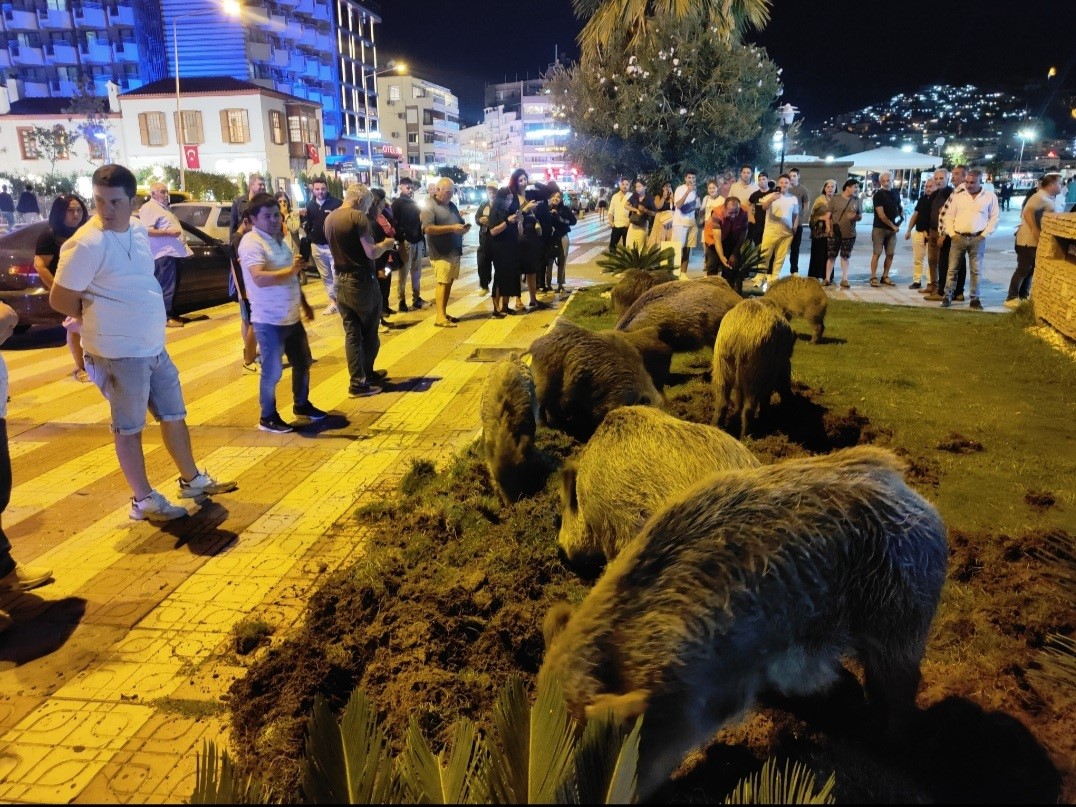 Aydın'da Domuzlar Şehir Merkezine Indi (2)