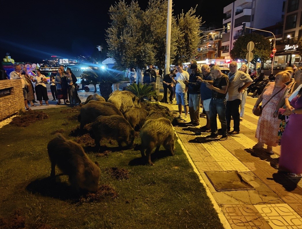 Aydın'da Domuzlar Şehir Merkezine Indi