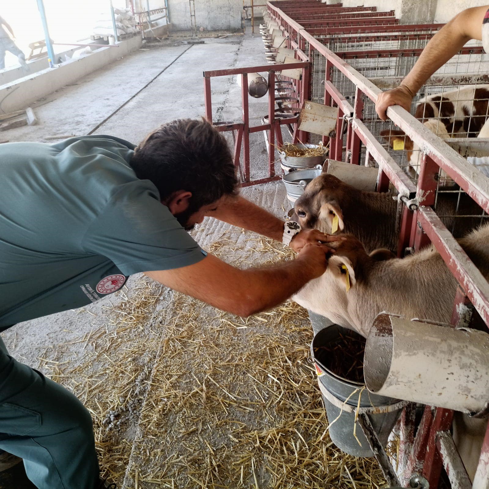 Aydın’da Hayvanlar Aşılanıyor (2)