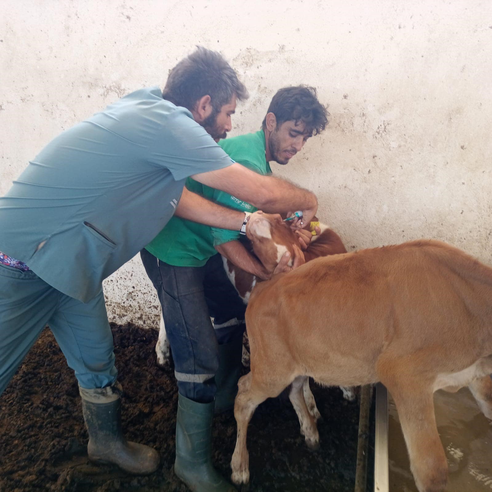 Aydın’da Hayvanlar Aşılanıyor