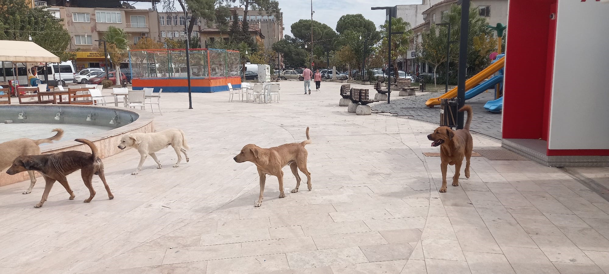 Aydın’da ‘Sokak Köpekleri Sorunu’ Büyüyor (3)