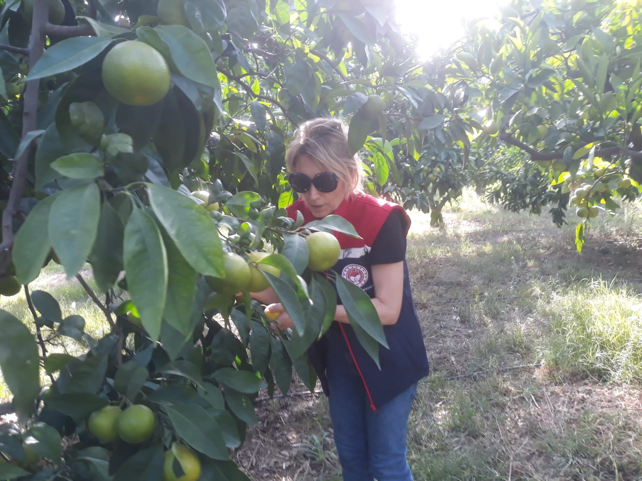 Aydın’da Zeytin Bahçelerinde Kontrol (4)