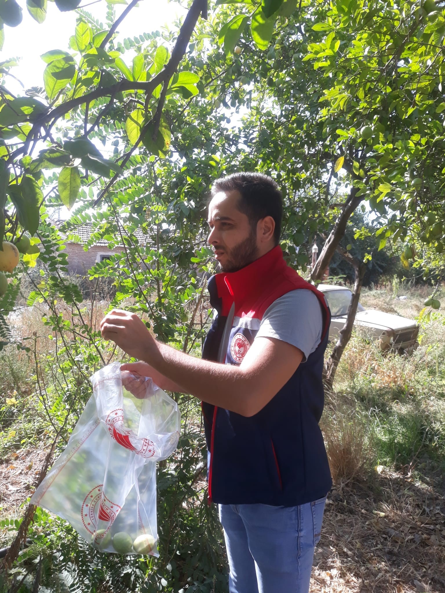 Aydın’da Zeytin Bahçelerinde Kontrol (5)