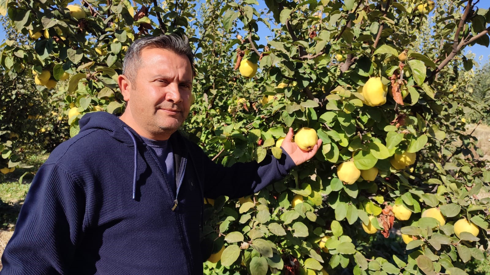 Ayvada Hasat Başladı (3)