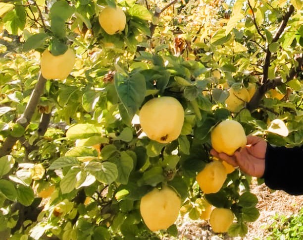 Ayvada Hasat Başladı