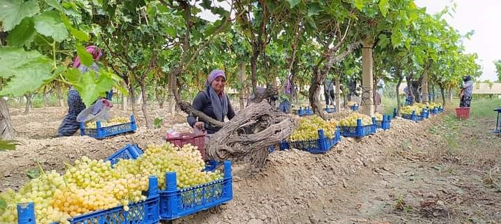 Yaş Üzümün Kilosu Belli Oldu (3)