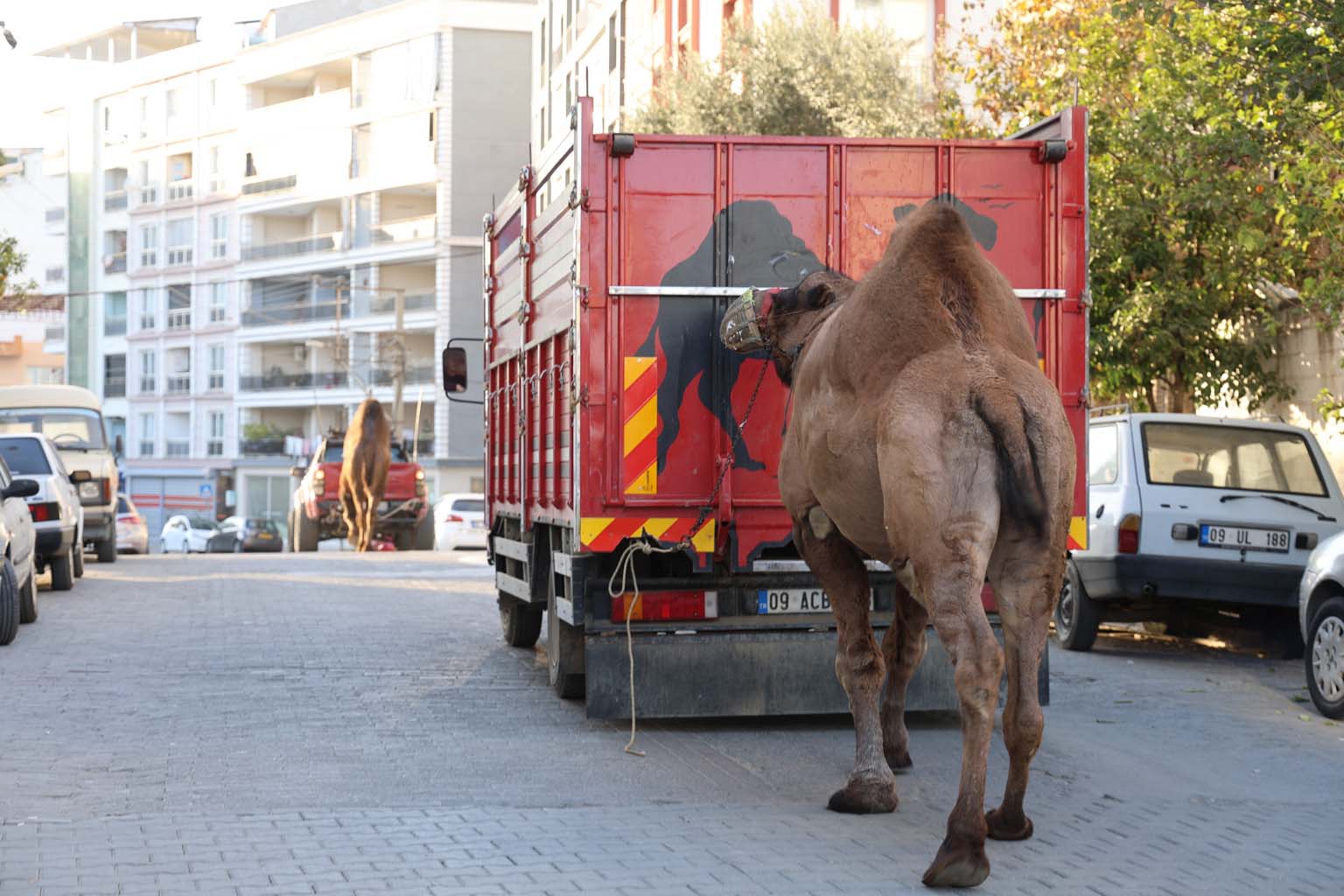 Aydın’da Develer Mutsuz (2)