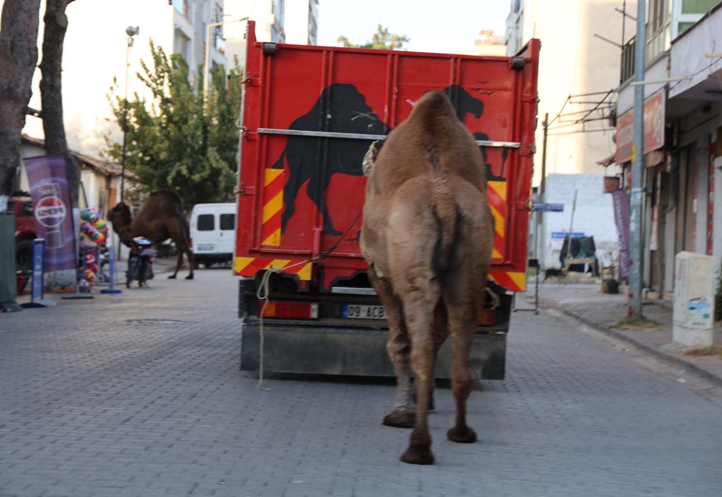 Aydın’da Develer Mutsuz