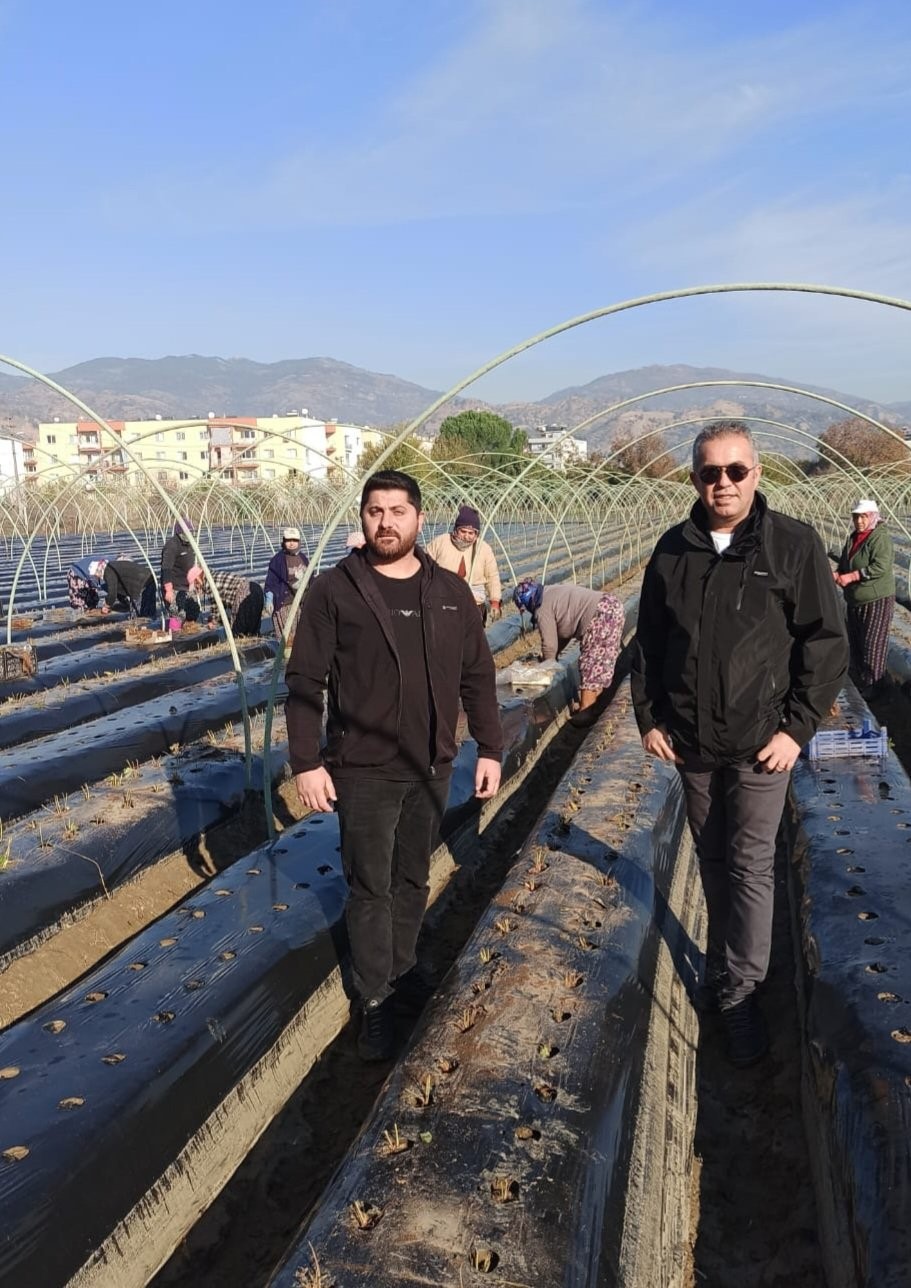 Aydın’da Kış Çilekleri Toprakla Buluştu, Ilk Hasat Yakında (2)