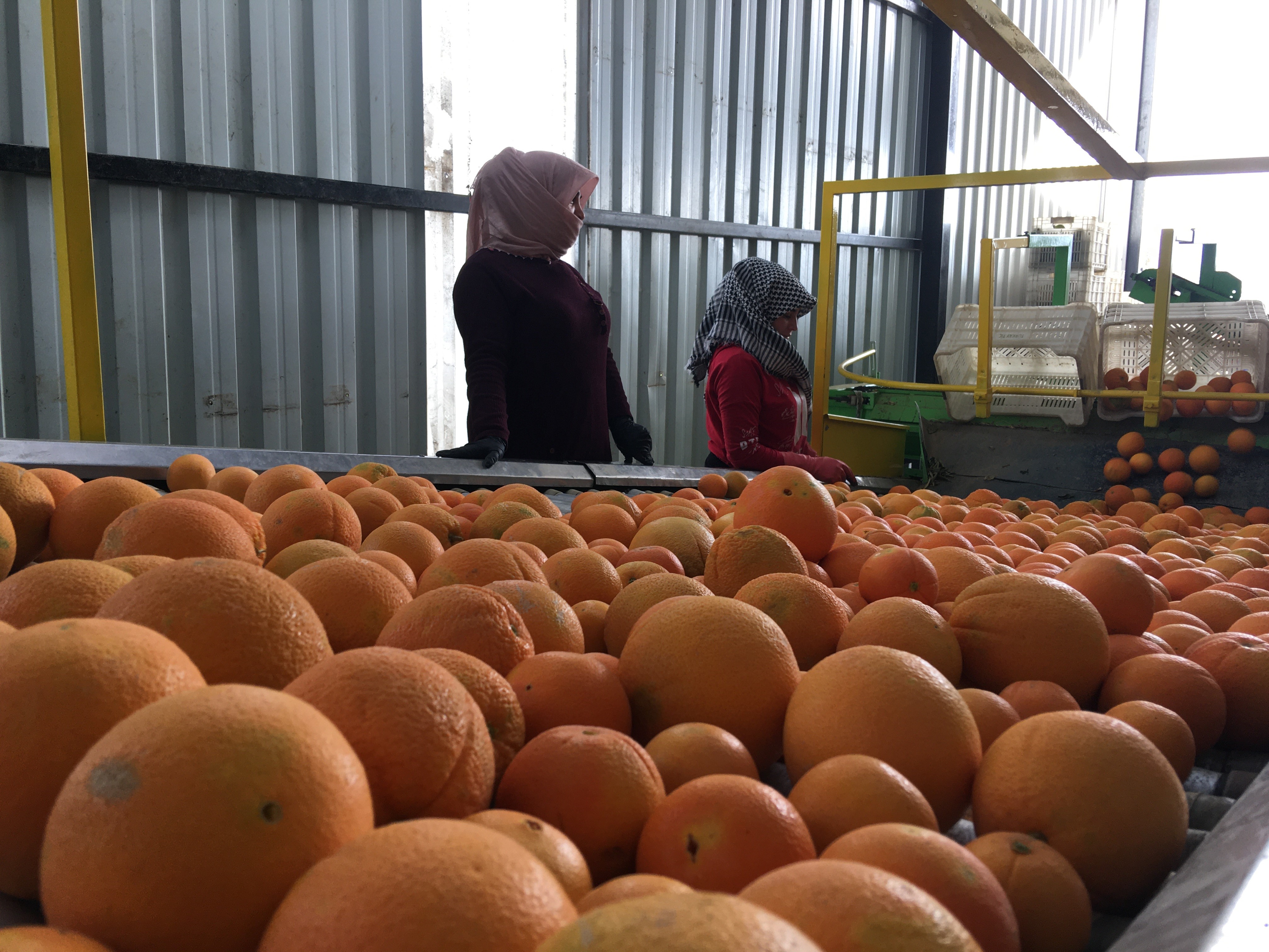 Aydın’da Portakal Ve Mandalinada Hareketlilik (3)