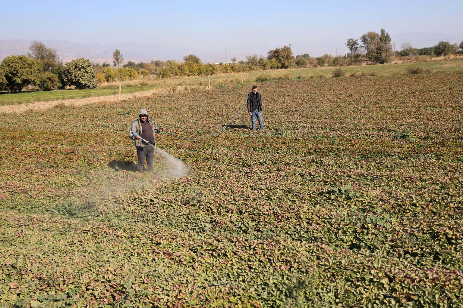 Aydın’da Ürünlerde Hastalık Ve Zararlı Görülmeye Başladı (3)