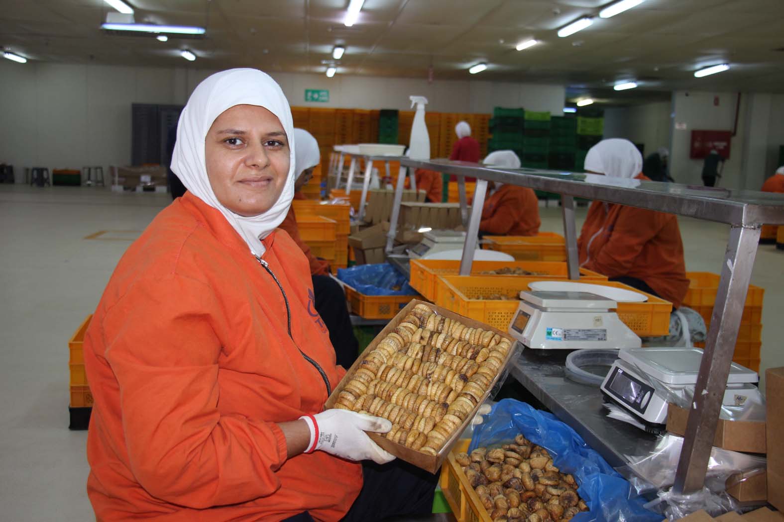 Aydın'ın Kuru Inciri 100'Den Fazla Ülkede Ağızları Tatlandırıyor (7)