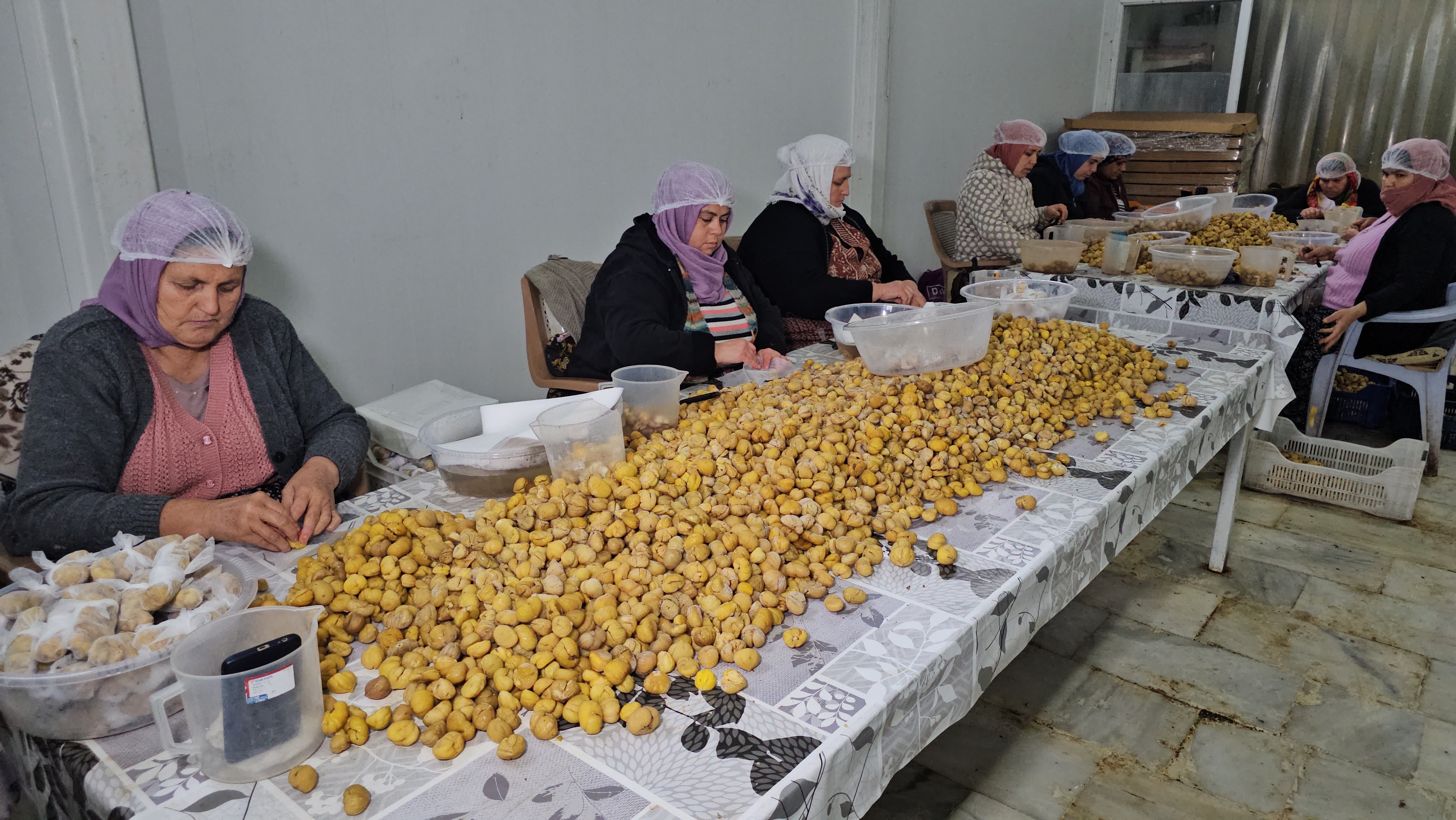 Aydın Nazilli’den Gidiyor, Uzakdoğu Sofralarını Süslüyor (2)