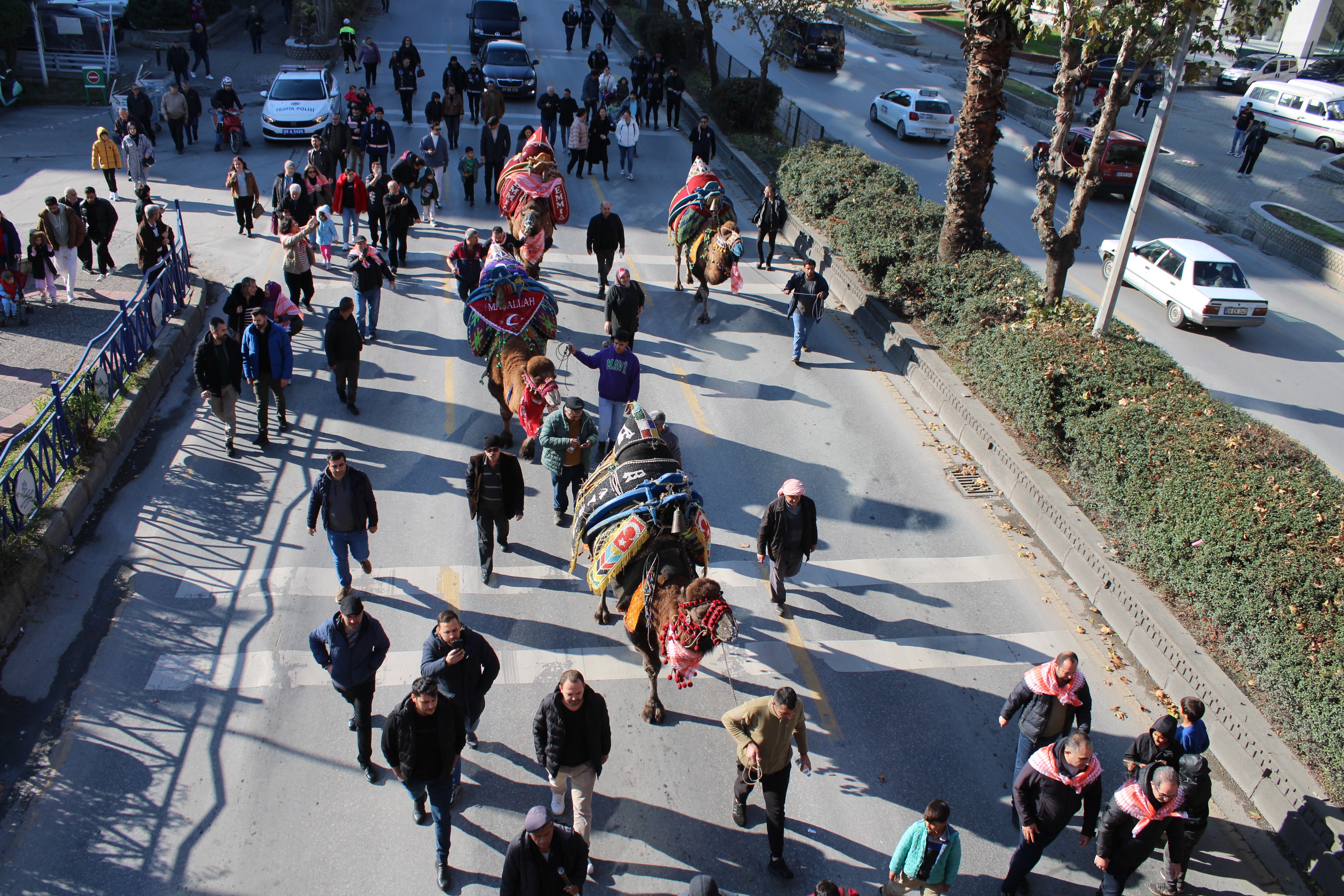 Aydın’da Develer Görücüye Çıktı (2)