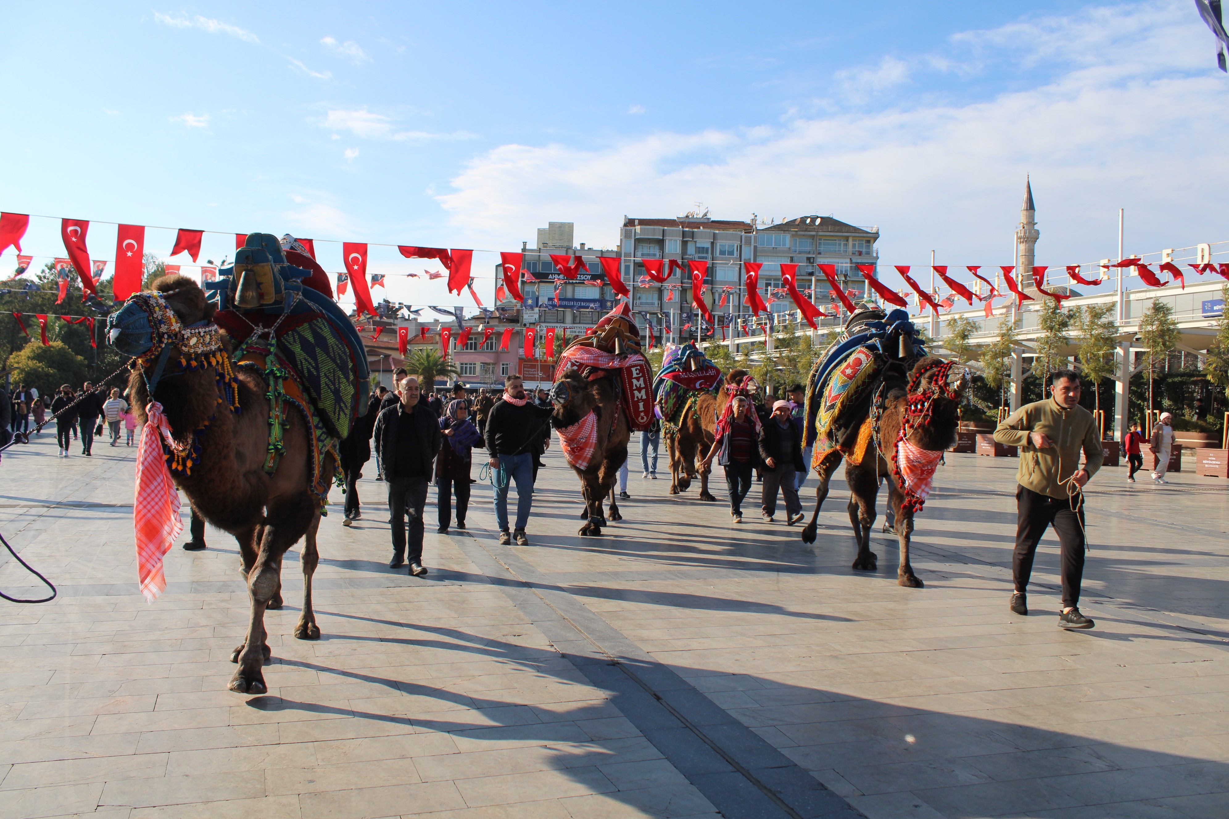 Aydın’da Develer Görücüye Çıktı (5)