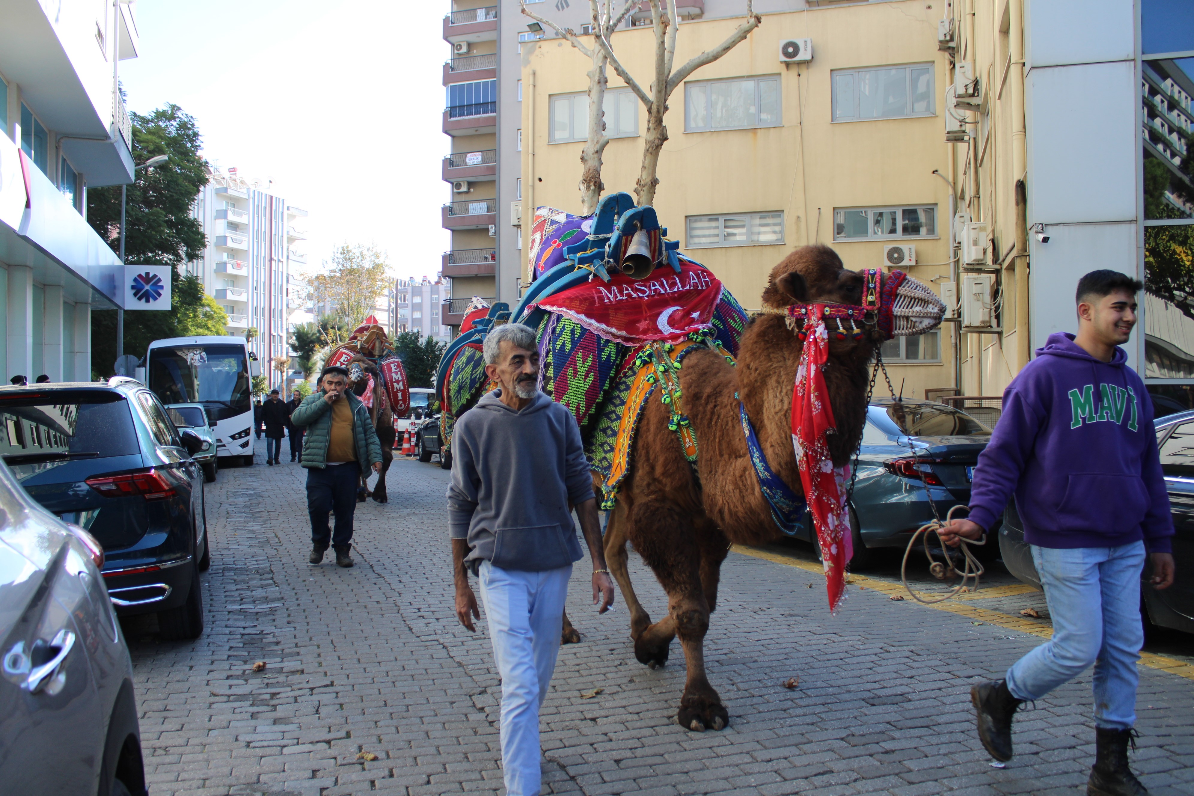 Aydın’da Develer Görücüye Çıktı