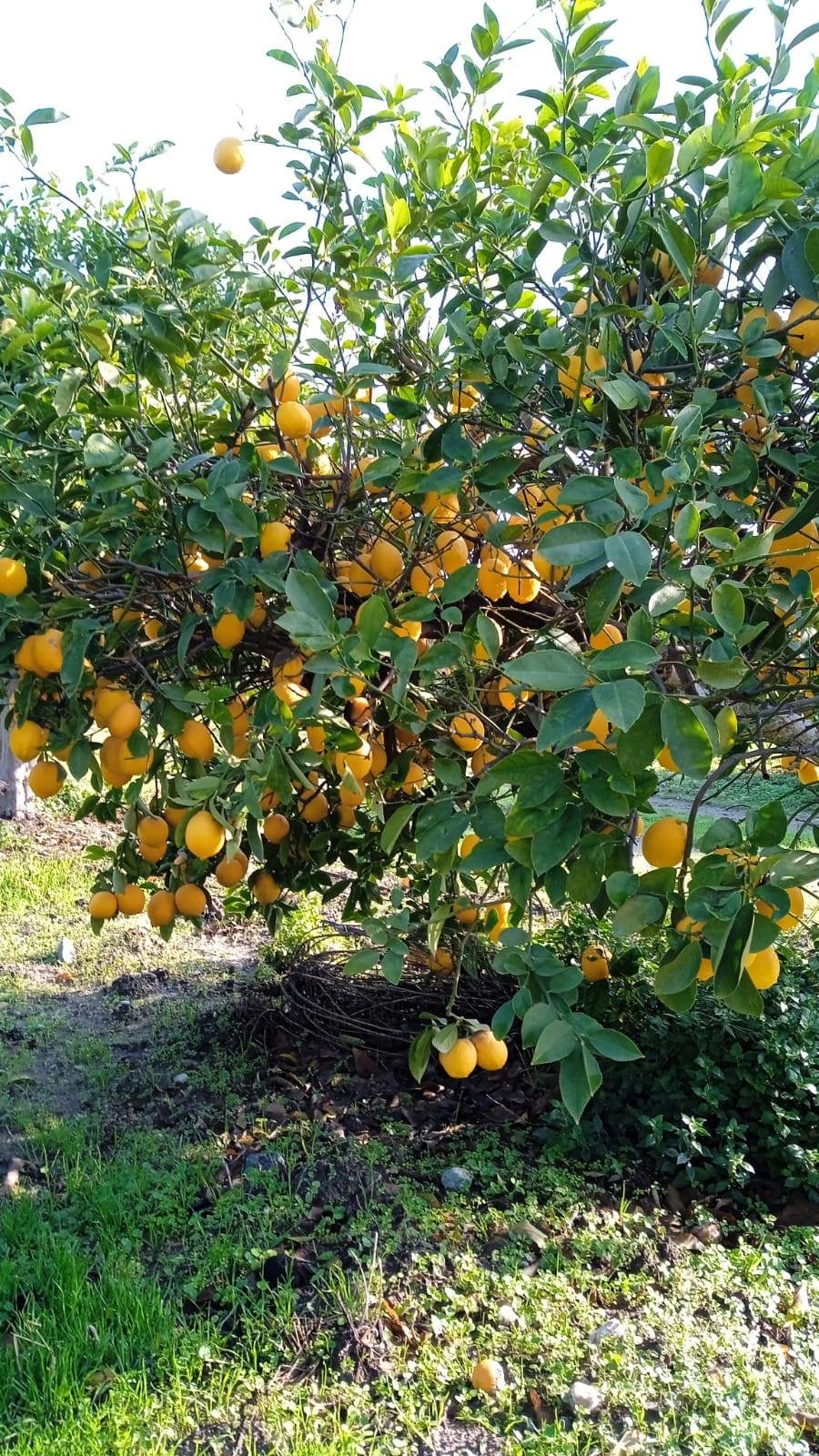 Aydın’da Limon Bahçelerinden Numune Alındı (2)