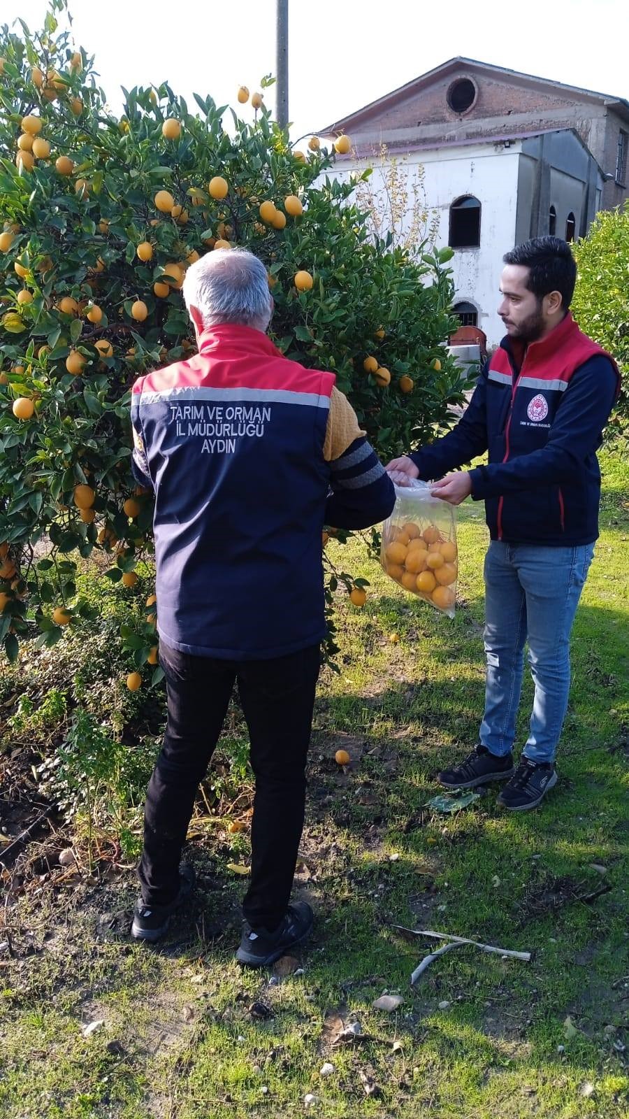 Aydın’da Limon Bahçelerinden Numune Alındı (3)