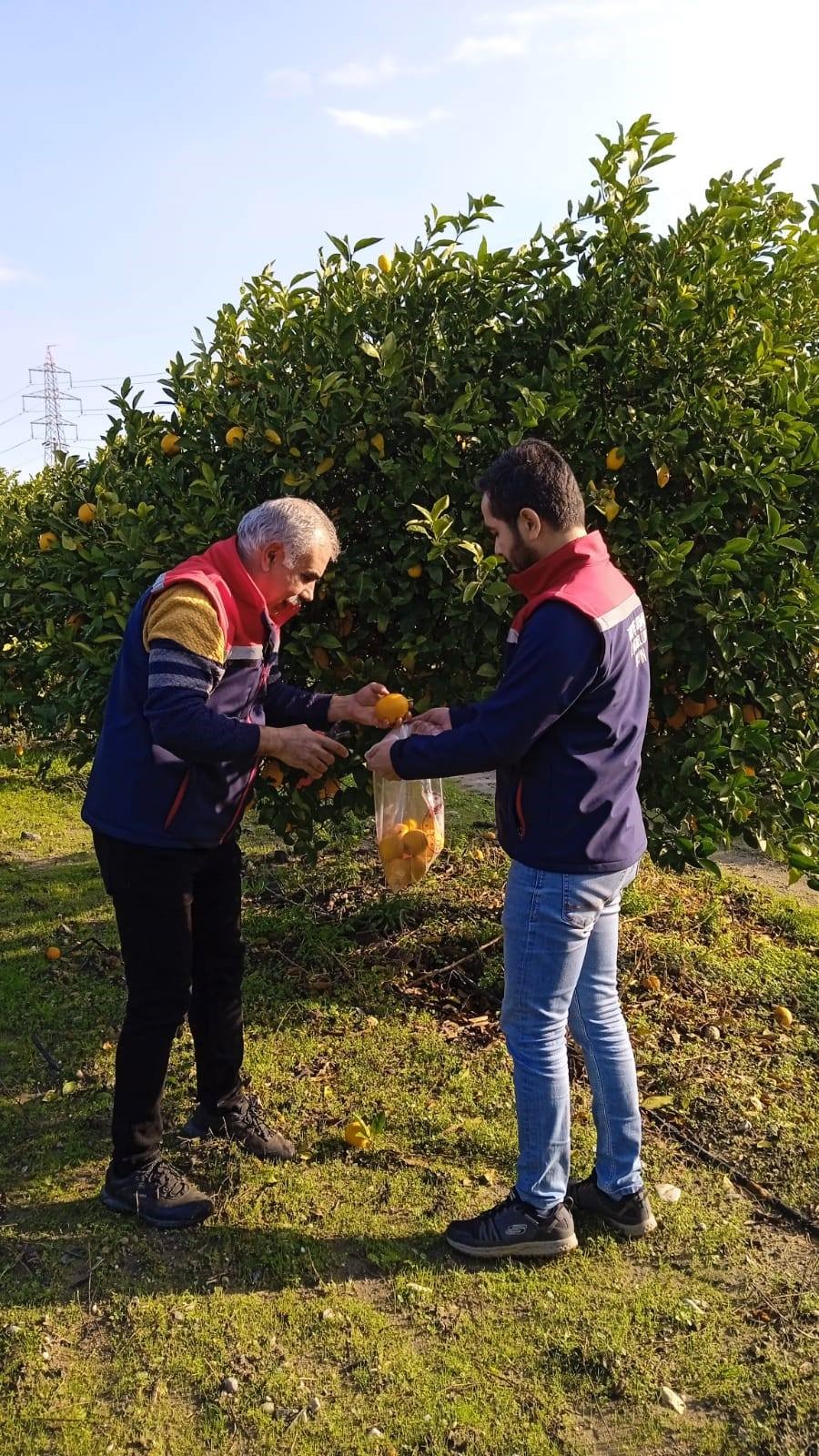 Aydın’da Limon Bahçelerinden Numune Alındı (5)