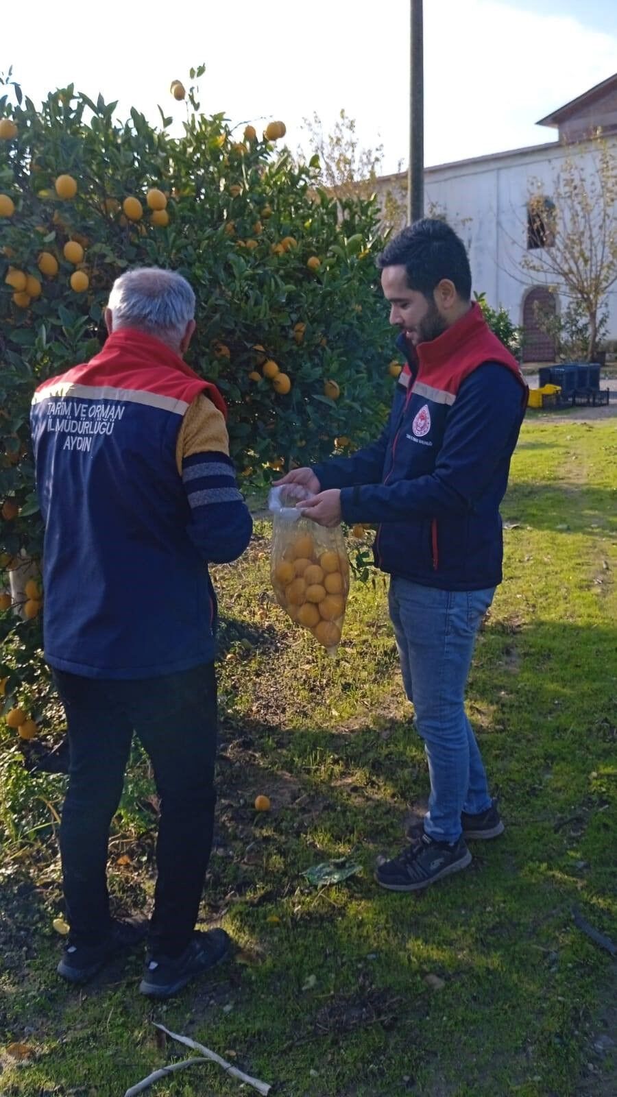 Aydın’da Limon Bahçelerinden Numune Alındı (7)