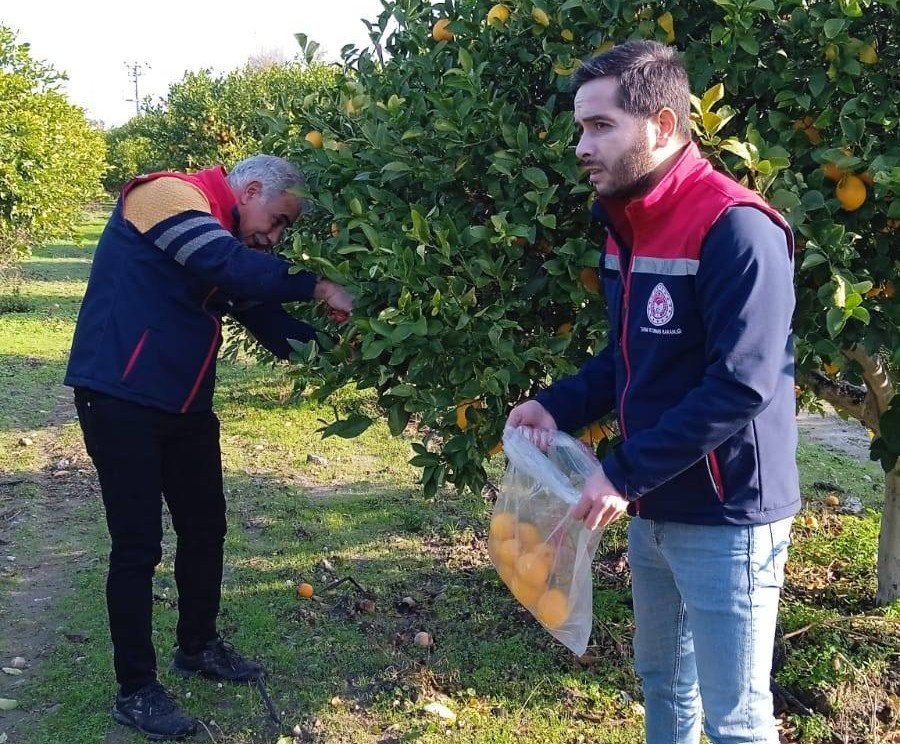 Aydın’da Limon Bahçelerinden Numune Alındı