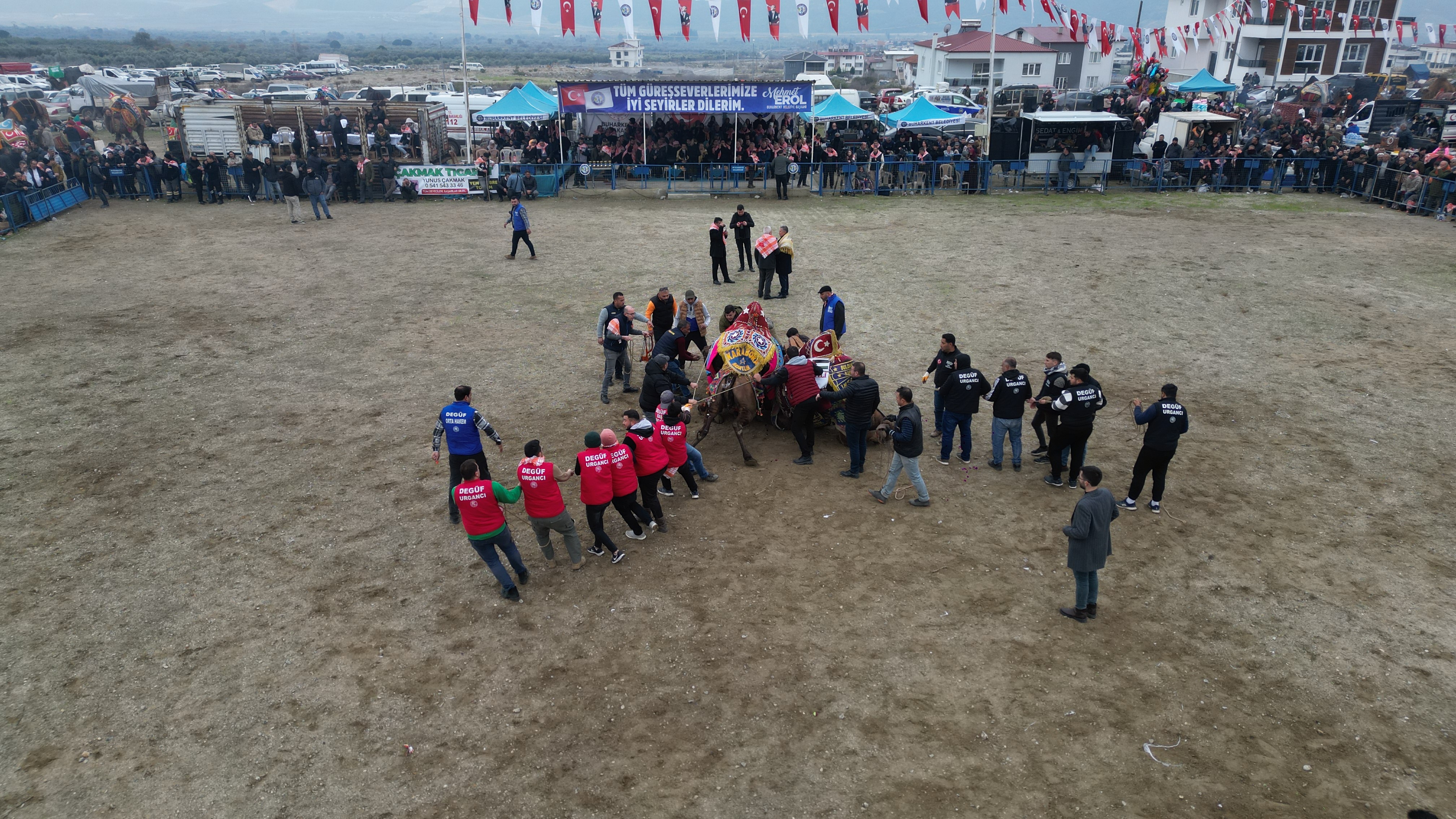 Aydın’da Pehlivan Develer Arenaya Çıktı (5)