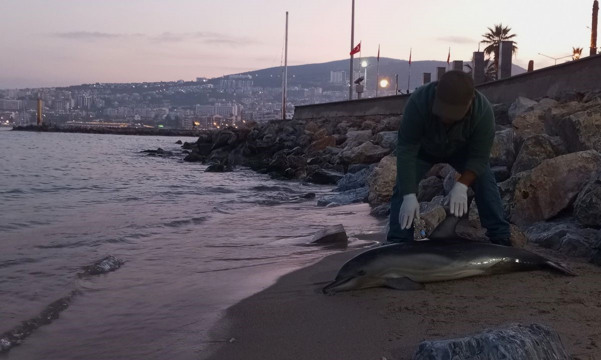 Aydın’da Yunus Karaya Vurdu (2)