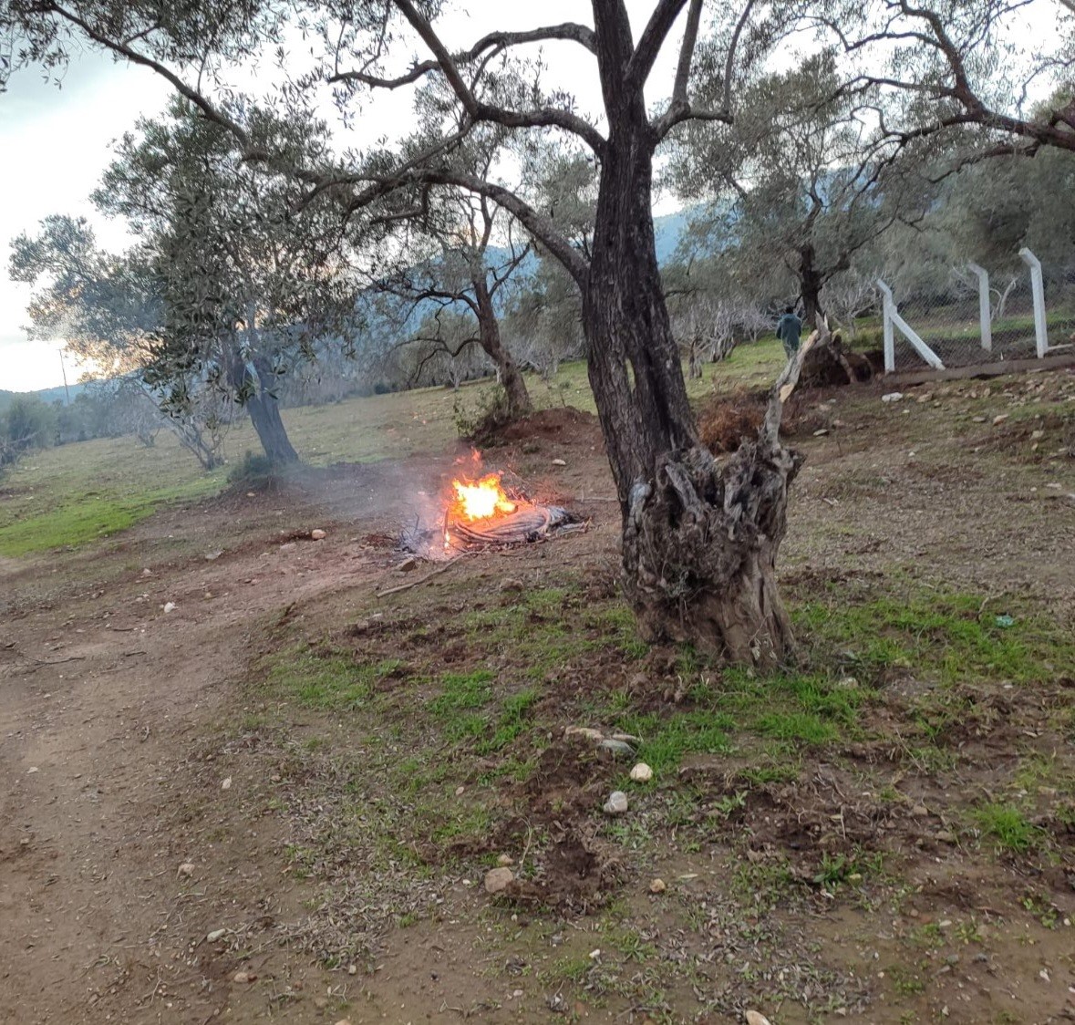 Aydın’da Zeytin Bahçesinde Suçüstü (2)