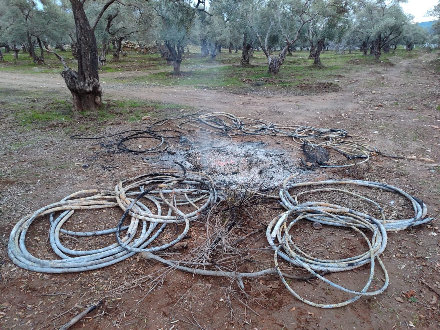 Aydın’da Zeytin Bahçesinde Suçüstü