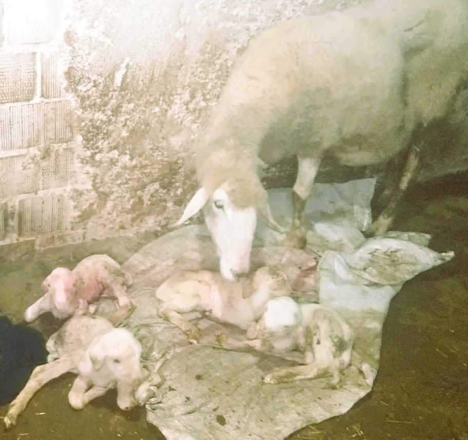 Bir Batında Dördüz Doğuran Koyun Sahibini Sevindirdi