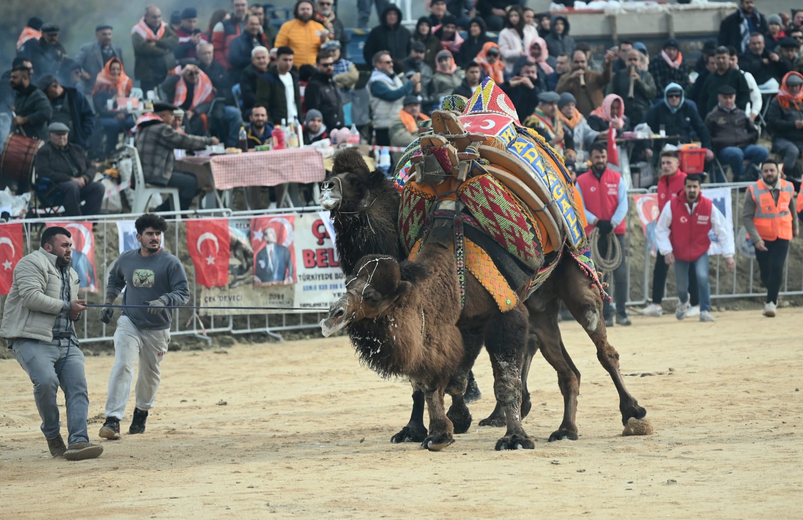 Deve Güreşi Festivali 3