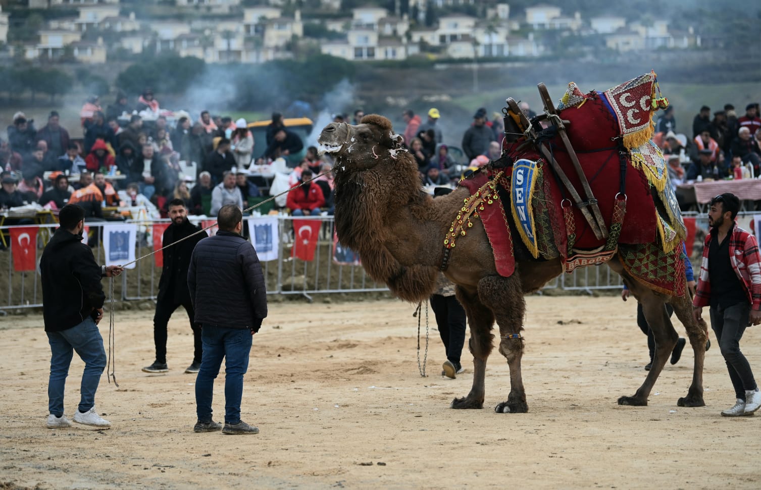 Deve Güreşi Festivali 4