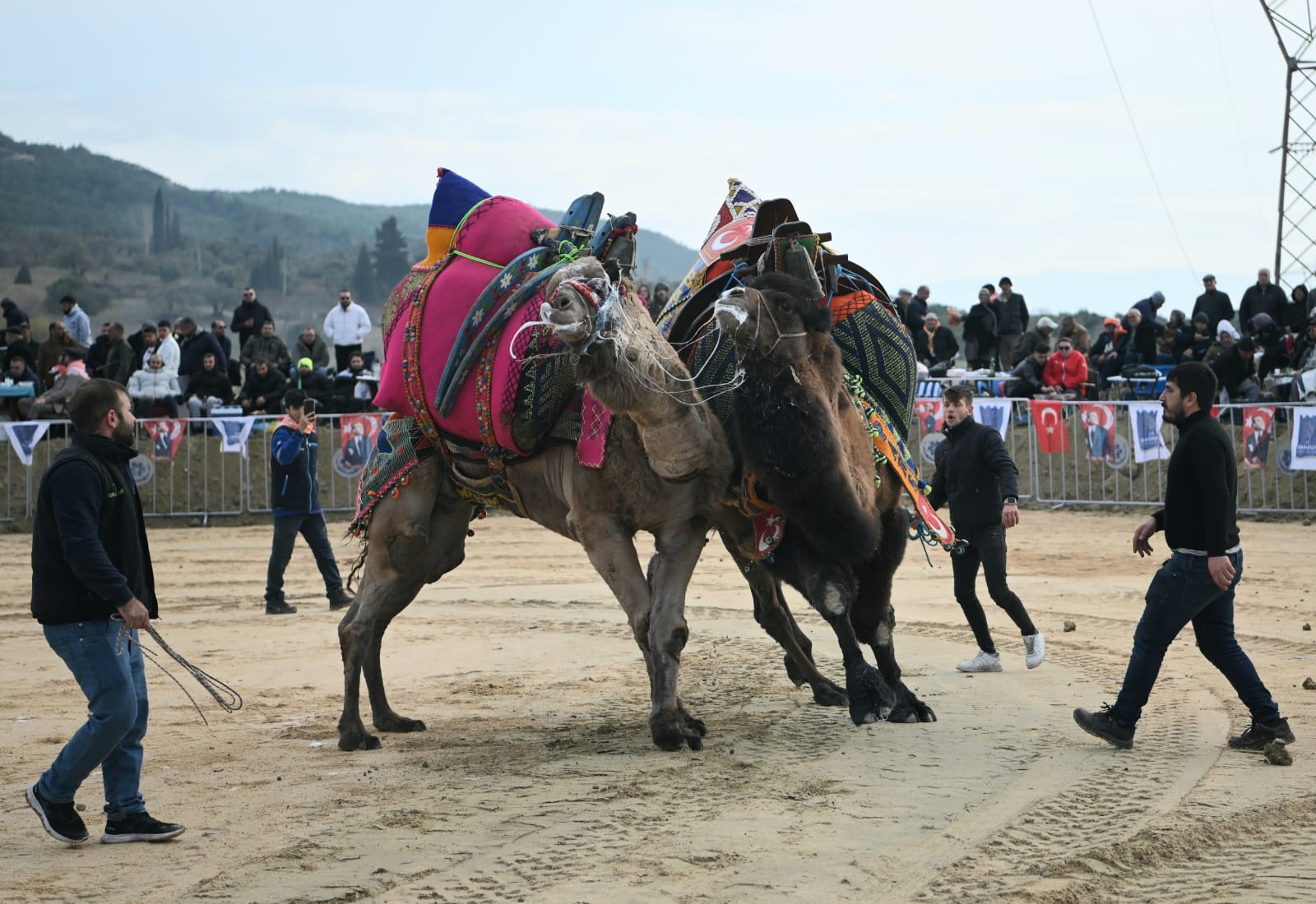 Deve Güreşi Festivali 6