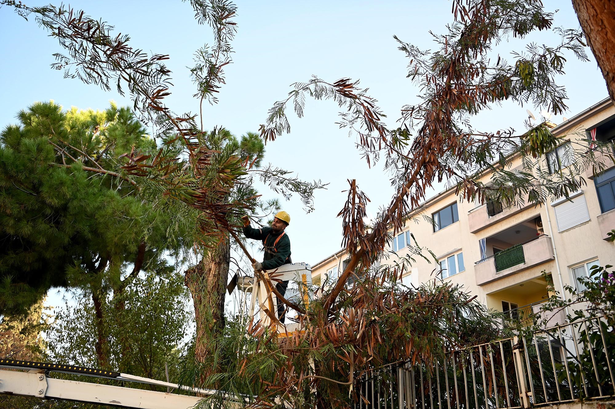 Kuşadası'nda Ağaç Atıkları Ihtiyaç Sahipleri Için Yakacağa Dönüşüyor (5)