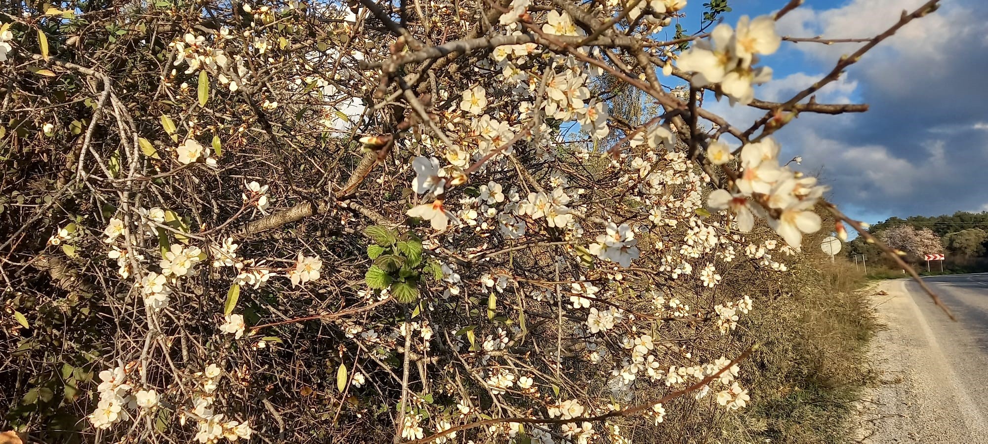 Aydın’a Bahar Erken Geldi (3)