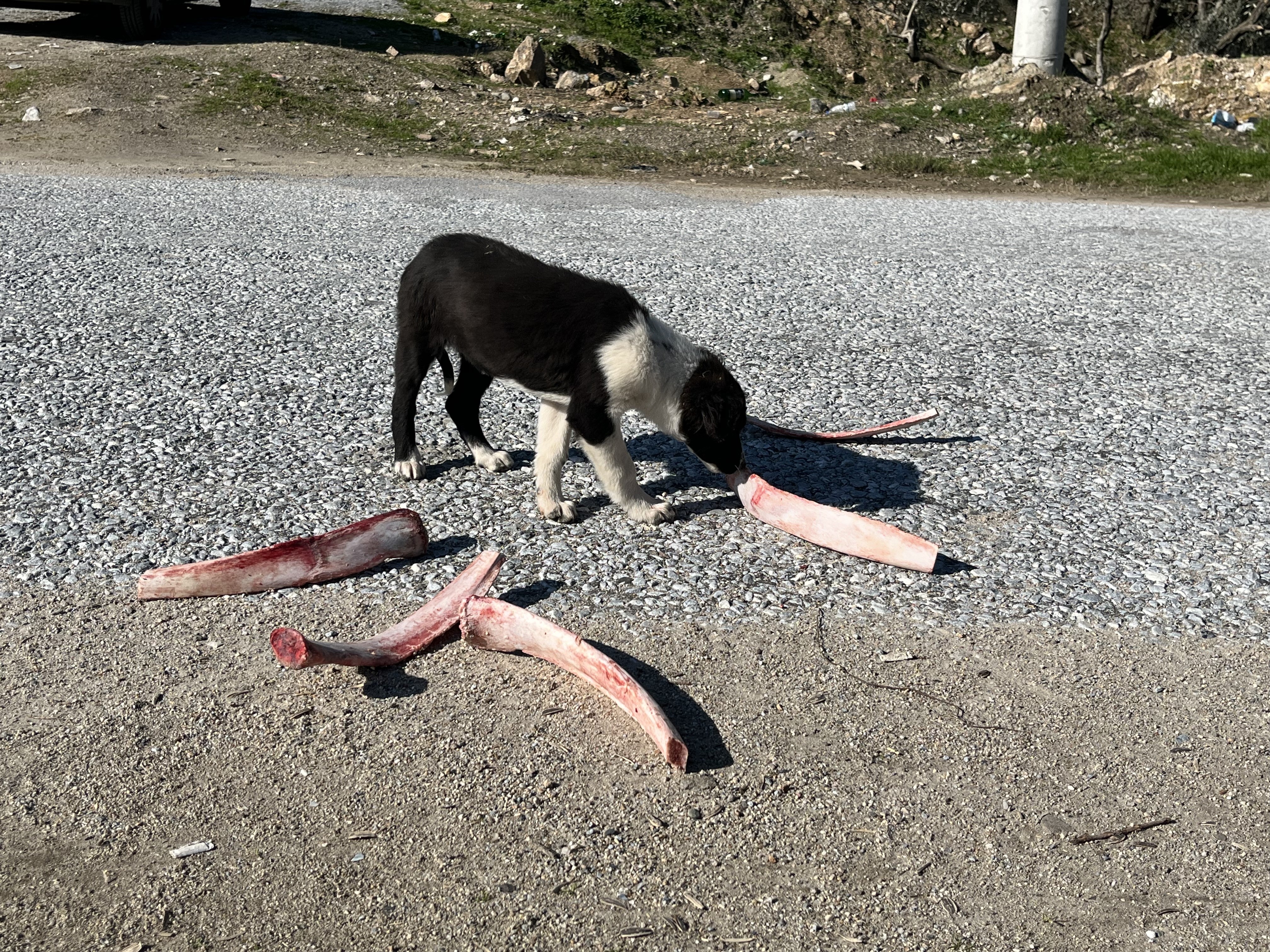 Aydın’da Kemikler Yollara Saçıldı (5)