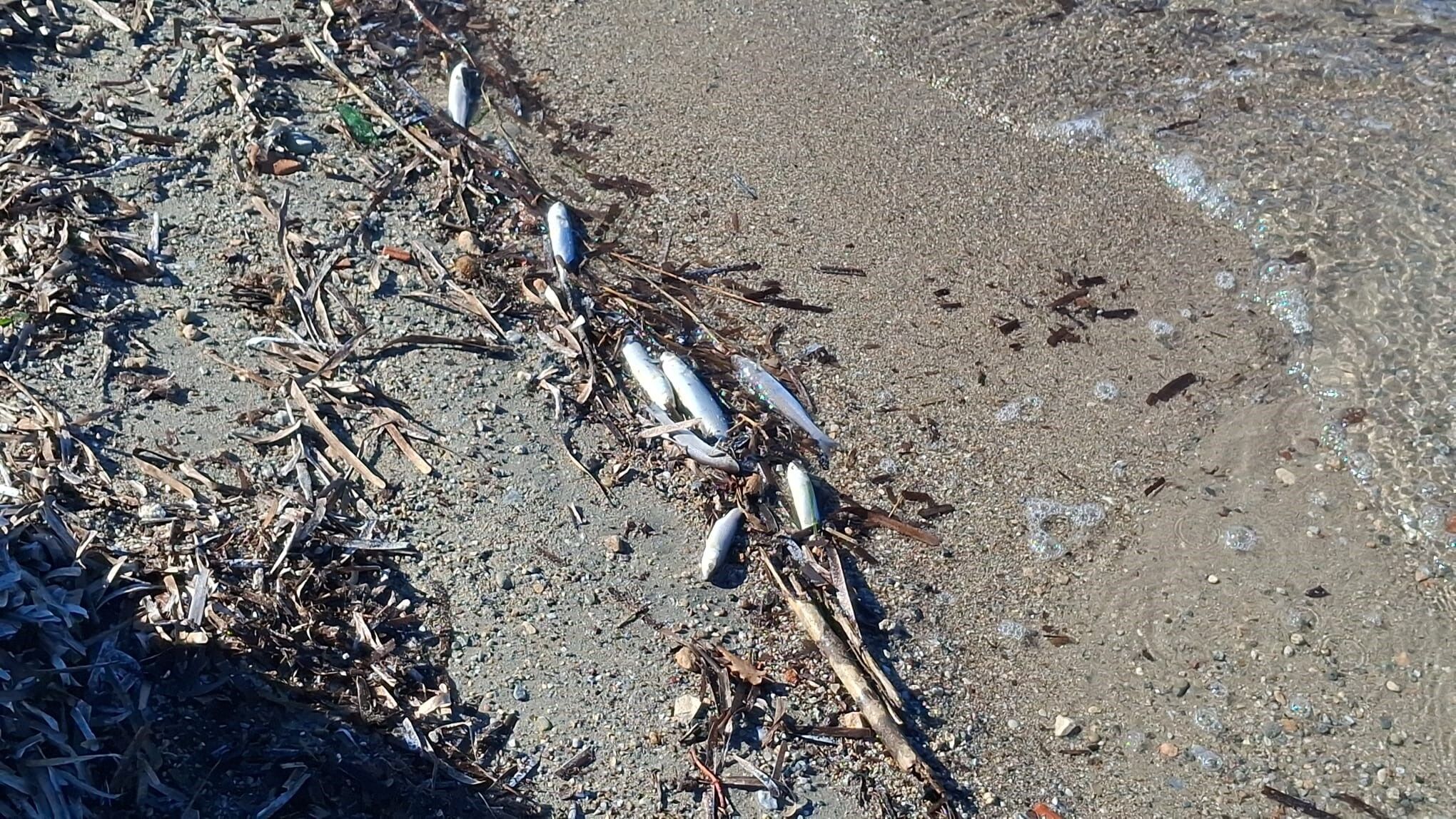 Aydın’da Ölü Balıklar Kıyıya Vurdu (2)