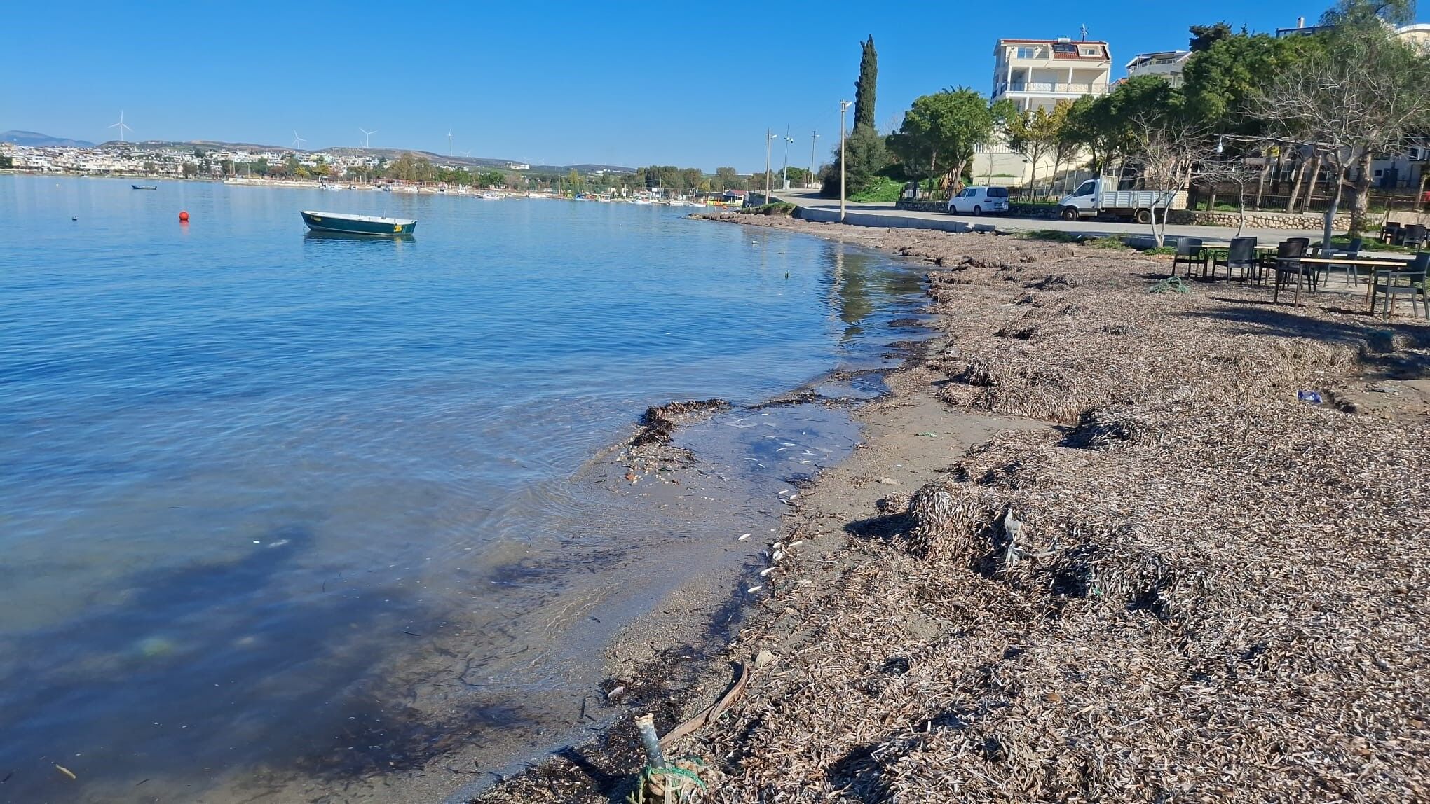 Aydın’da Ölü Balıklar Kıyıya Vurdu (3)
