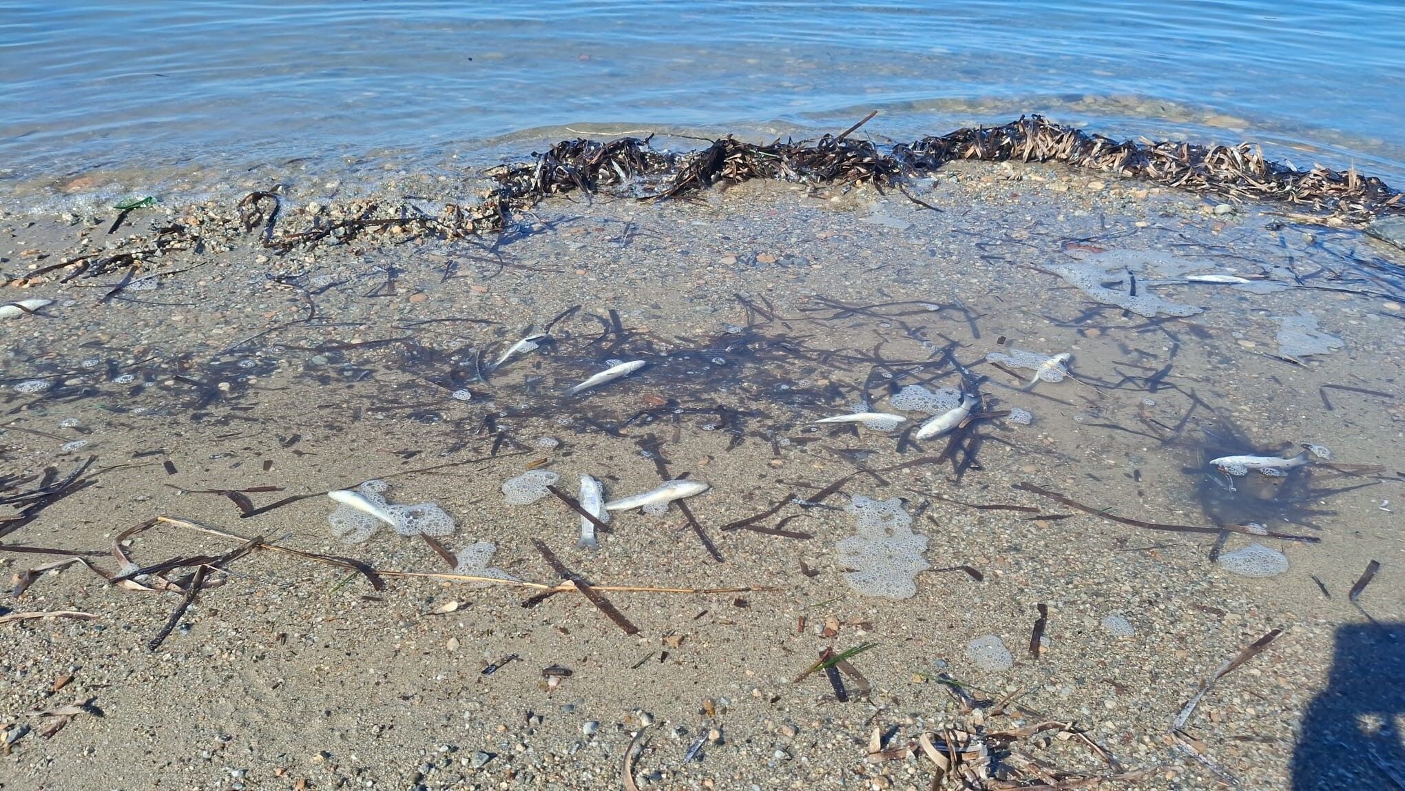 Aydın’da Ölü Balıklar Kıyıya Vurdu (4)