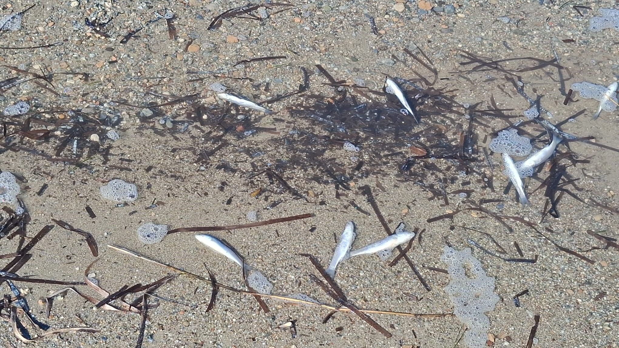 Aydın’da Ölü Balıklar Kıyıya Vurdu