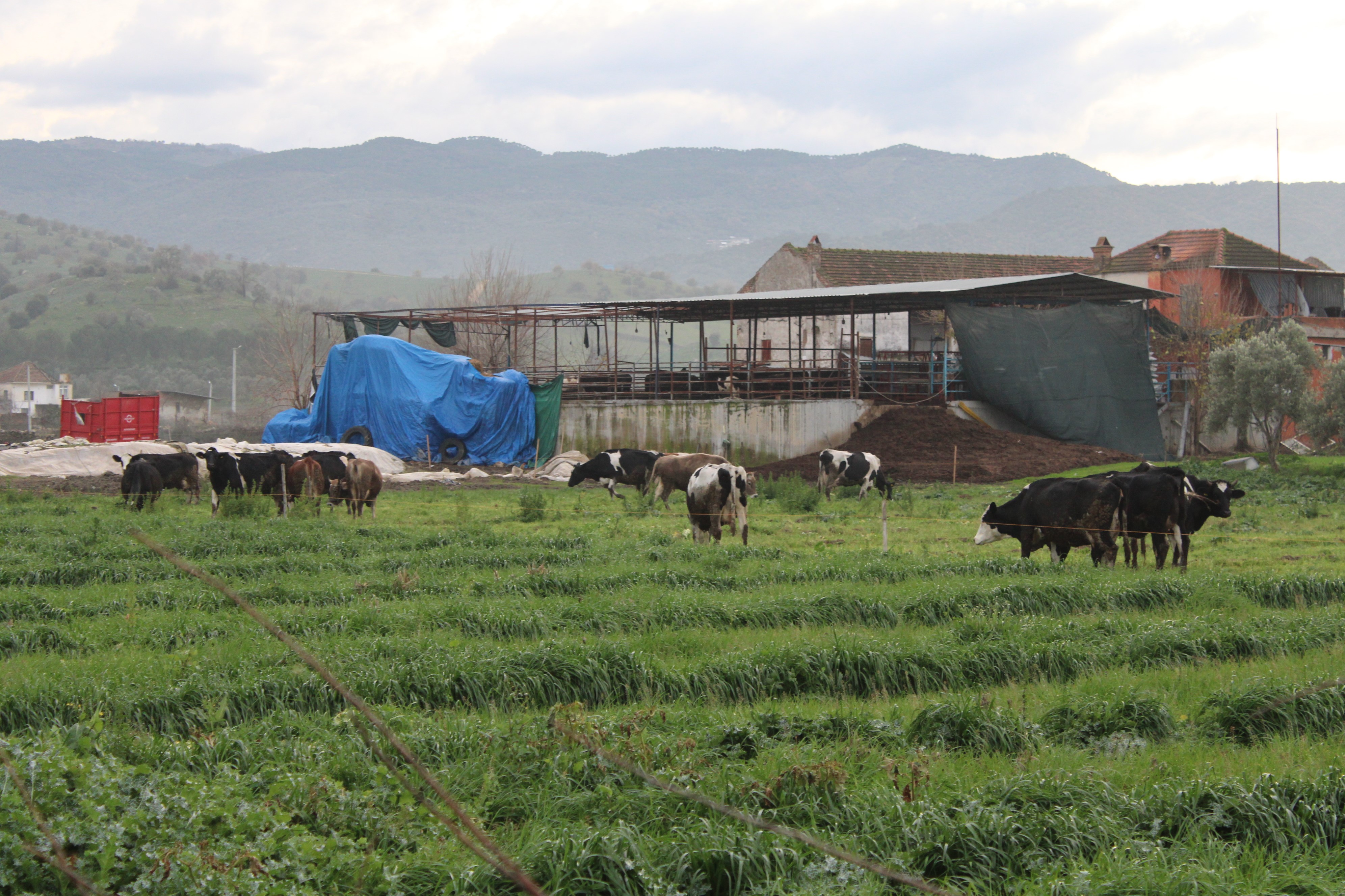 Doğuda Kar, Aydın’da Bahar (2)