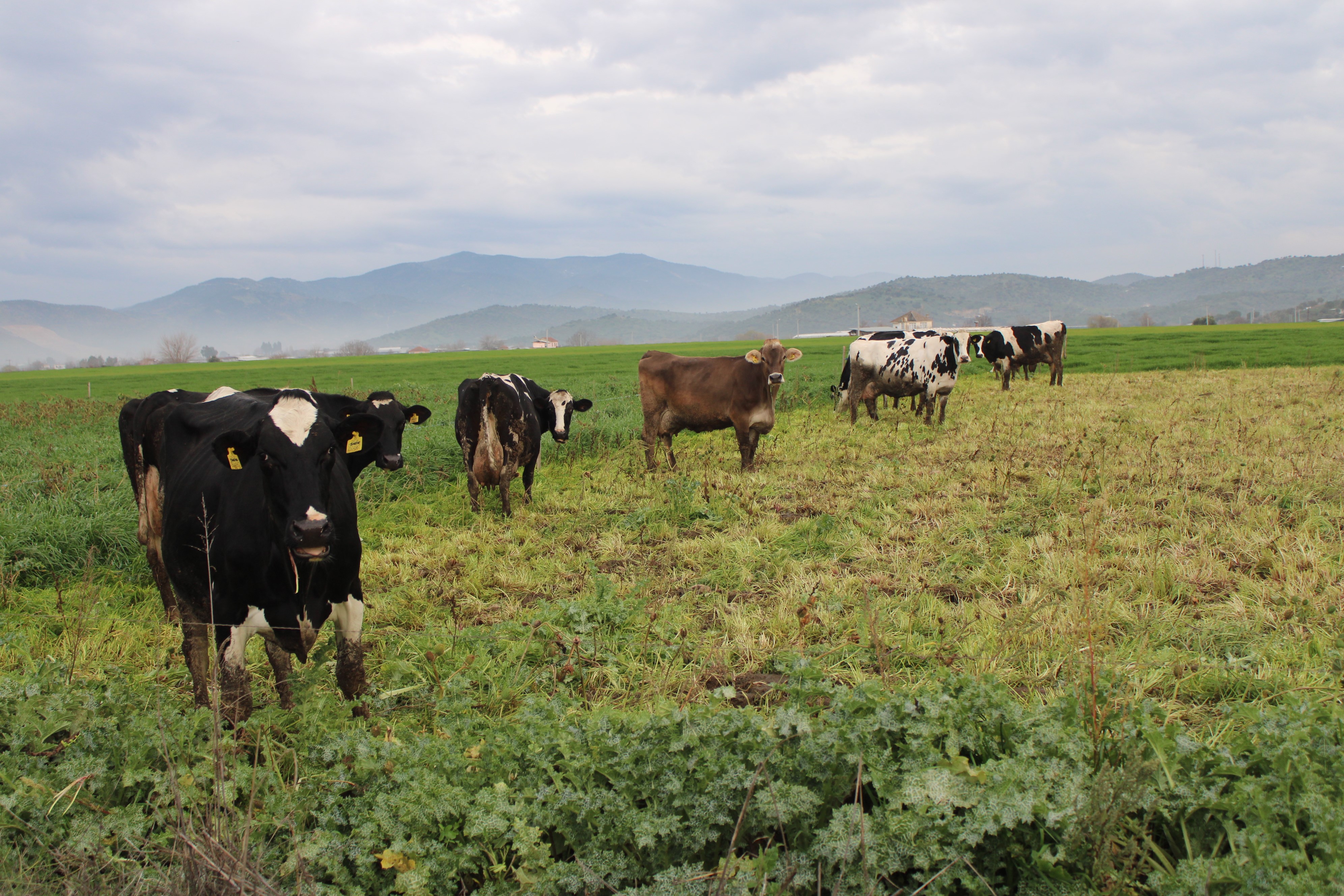 Doğuda Kar, Aydın’da Bahar (5)