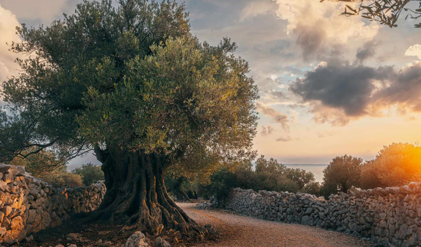 Aydın’da Icradan Satılık Incir Ve Zeytin Bahçesi (2)