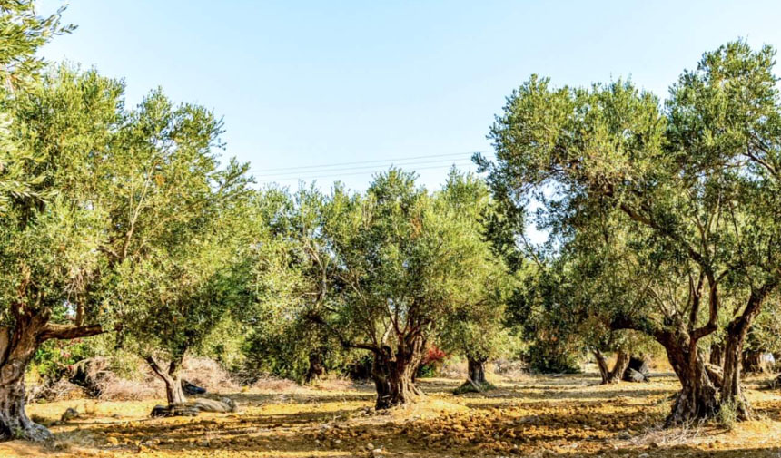 Aydın’da Mahkemeden Satılık 8 Dönüm Zeytinlik (2)