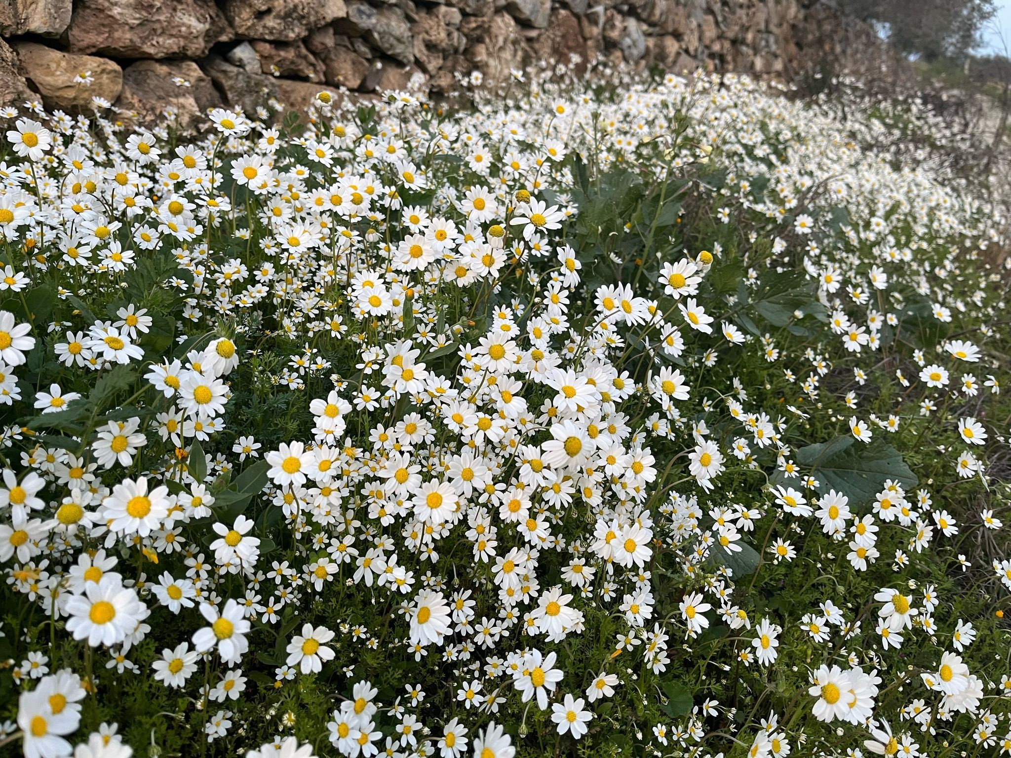 Doğuda Kar Aydın’da Bahar (5)