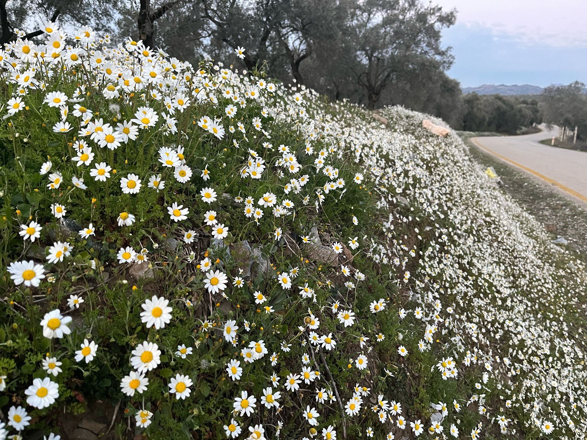 Doğuda Kar Aydın’da Bahar (6)